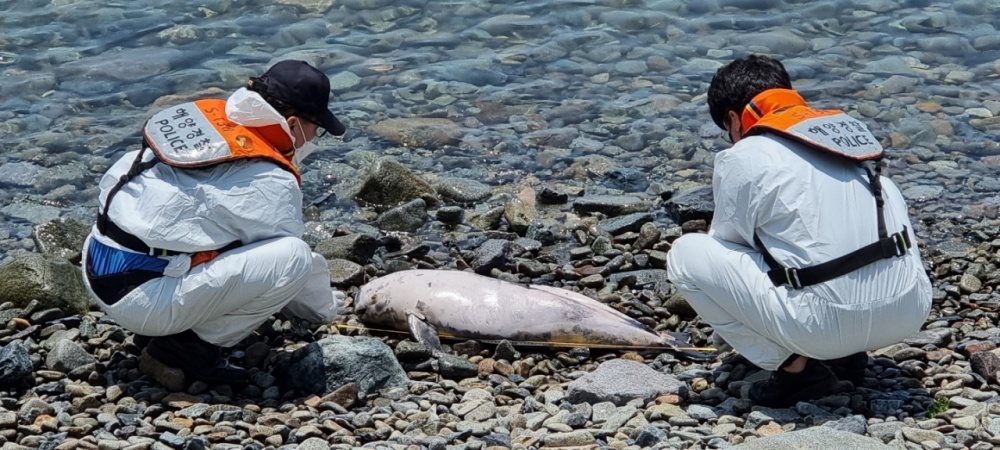 ▲상괭이 사체를 발견한 해양경찰