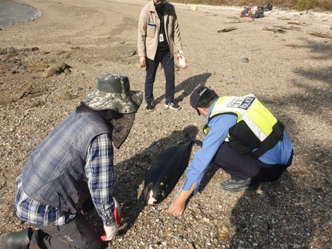 ▲상괭이 사체를 살펴보는 해경
