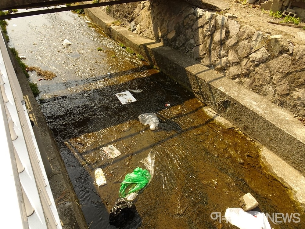 ▲연등천에는 여전히 쓰레기가 떠다닌다. 바닥에는 부착조류가 자란다. 부착조류는 물이 깨끗하지 않다는 의미라고 유판식 생물교사가 설명했다.