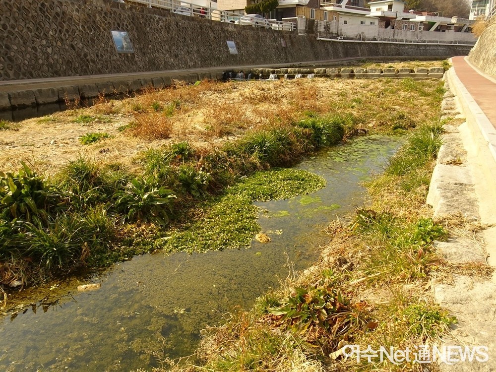 ▲연등천에 떠다니는 초록색 물질이 부착조류다