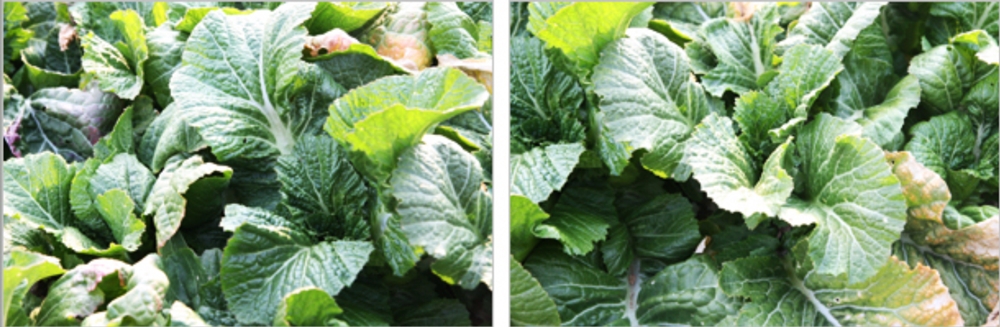 ▲노지재배하는 돌산갓 (출처 전라남도청 블로그)