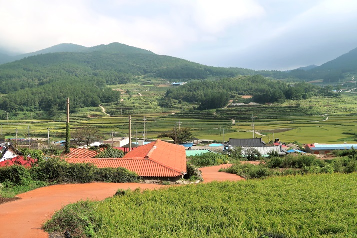 ▲완도 청산도에 펼쳐진 논