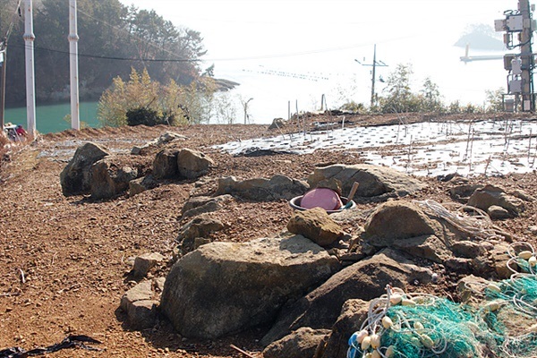 ▲여도진 성벽 맨 아랫돌로 사용되었던 지대석들이 밭에 어지럽게 흩어져 있다  ⓒ오문수