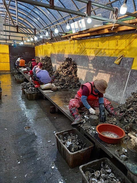 ▲사도마을은 굴로 유명해 예로부터 임금한테 진상했다고 한다. 마을 아주머니들이 열심히 굴을 까고 있다. ⓒ오문수