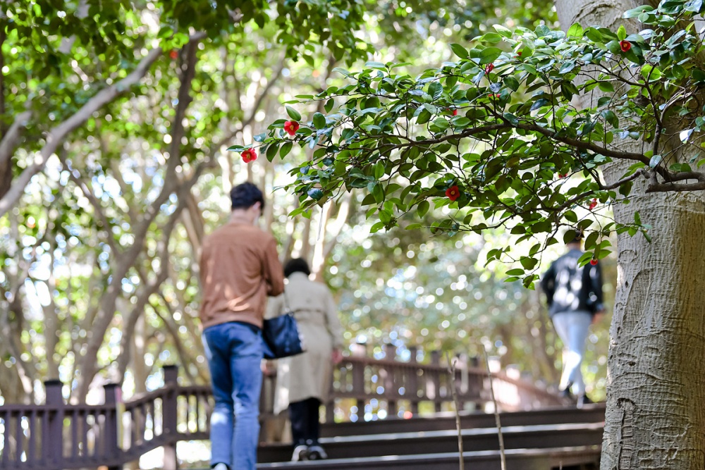 ▲동백이 만발한 오동도 ⓒ여수시