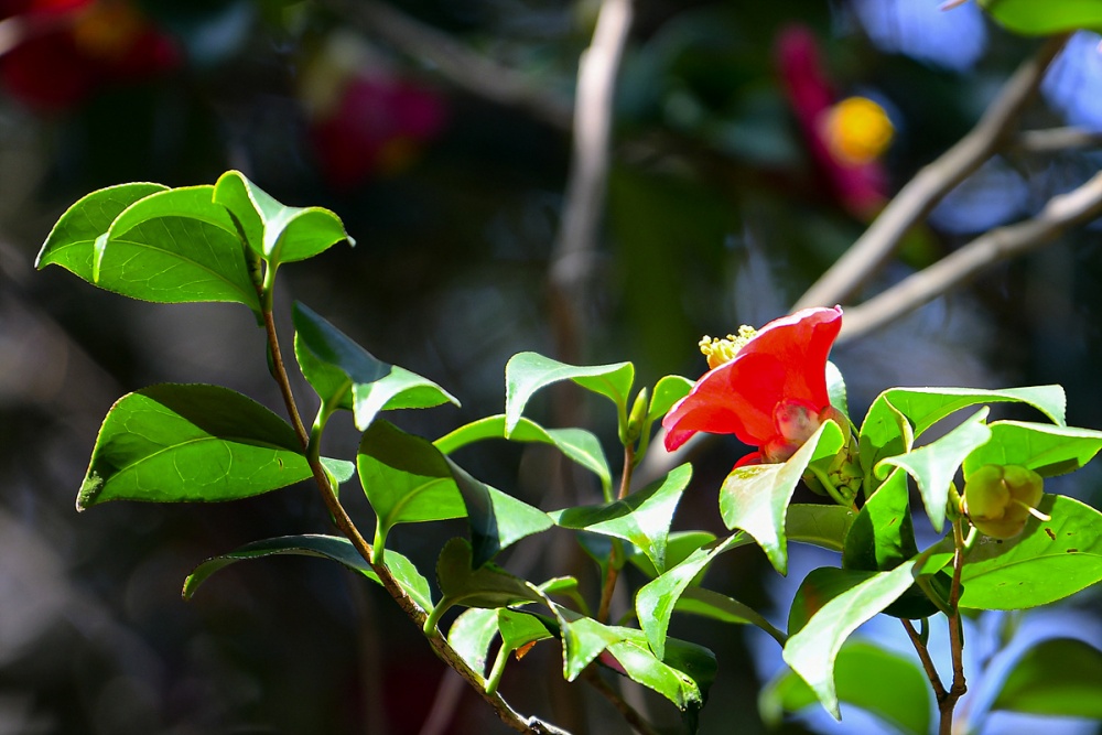 ▲오동도 동백 ⓒ여수시