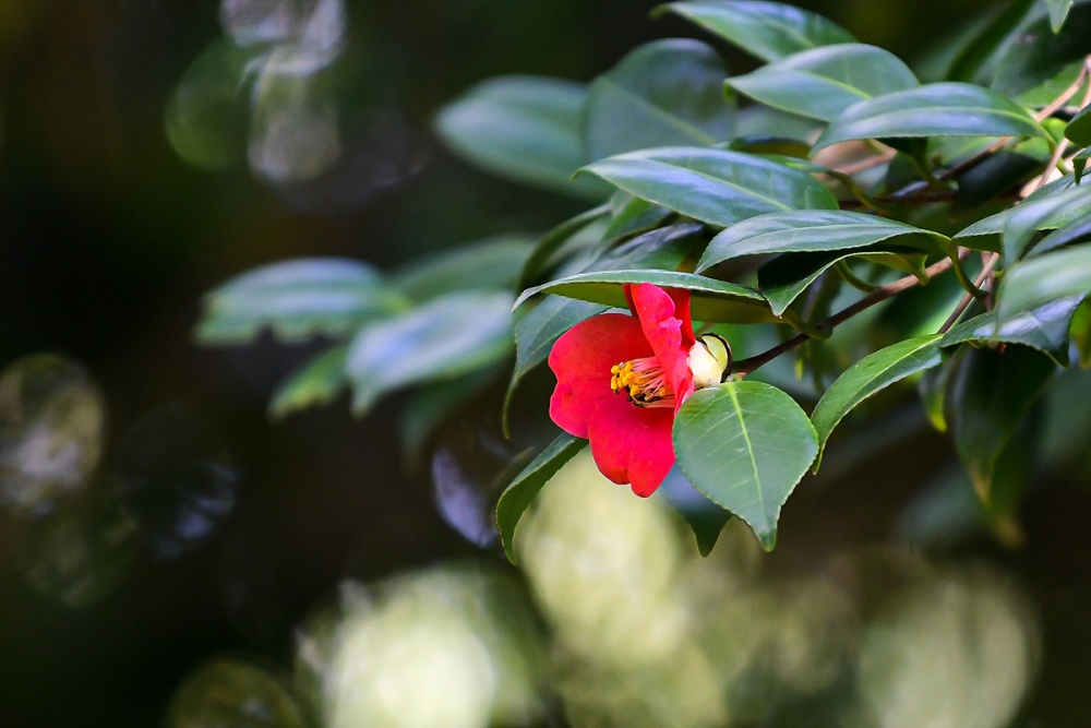 ▲동백이 만발한 오동도 ⓒ여수시