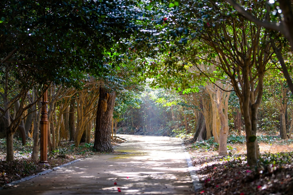 ▲동백이 만발한 오동도 ⓒ여수시