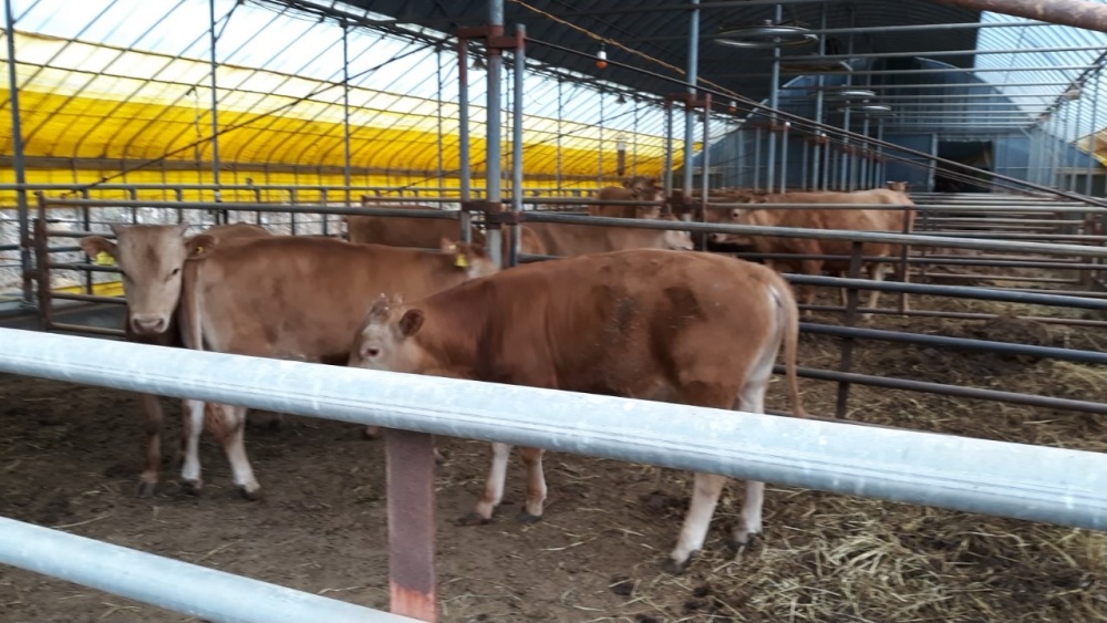 ▲여수시가 소 4,150두, 염소(사슴 포함) 1,028두를 대상으로 ‘구제역백신 일제접종’을 실시한다