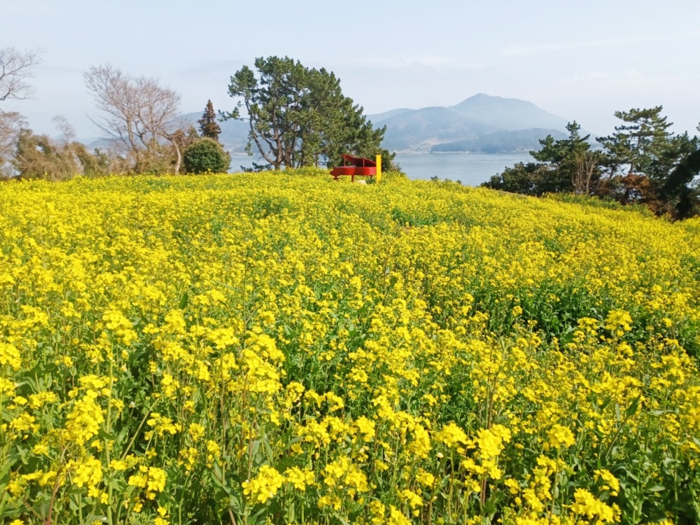 ▲유채꽃 핀 하화도