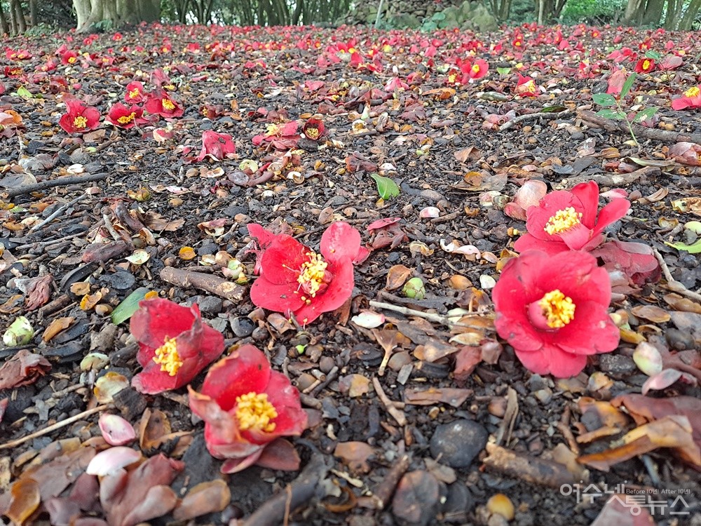 ▲동백은 지는 꽃도 아름답다. 피고 지는 꽃이 다 아름다운 꽃은 아마도 동백꽃뿐일 게다.  ⓒ조찬현