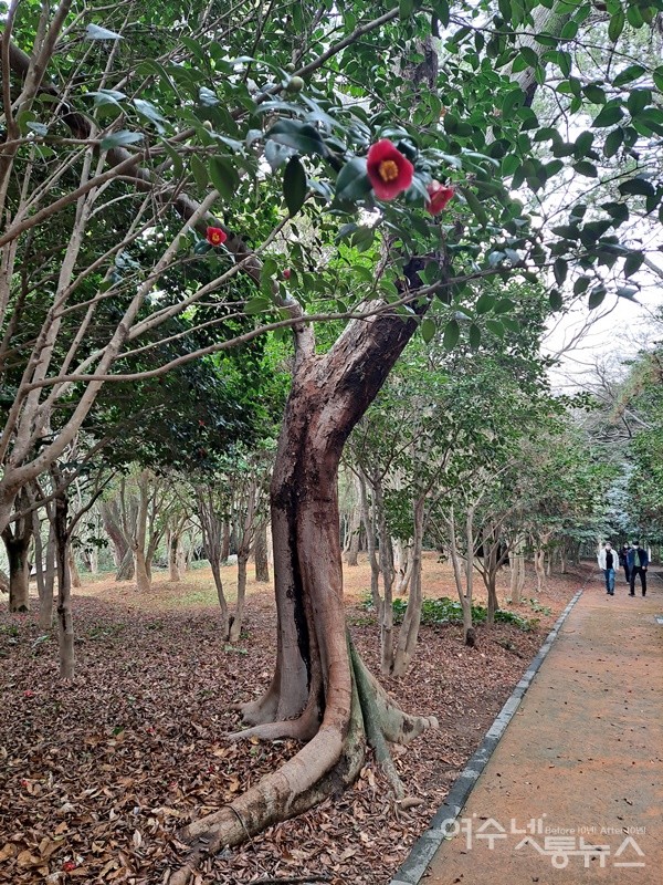 ▲ 나무에 피어난 한 떨기 동백꽃도 곱다.ⓒ조찬현