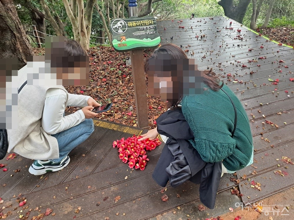 ▲ 동백꽃이다. 모아둔 동백 사랑꽃을 보고 부산에서 온 여행객들이 예쁘다며 탄성이다.ⓒ조찬현