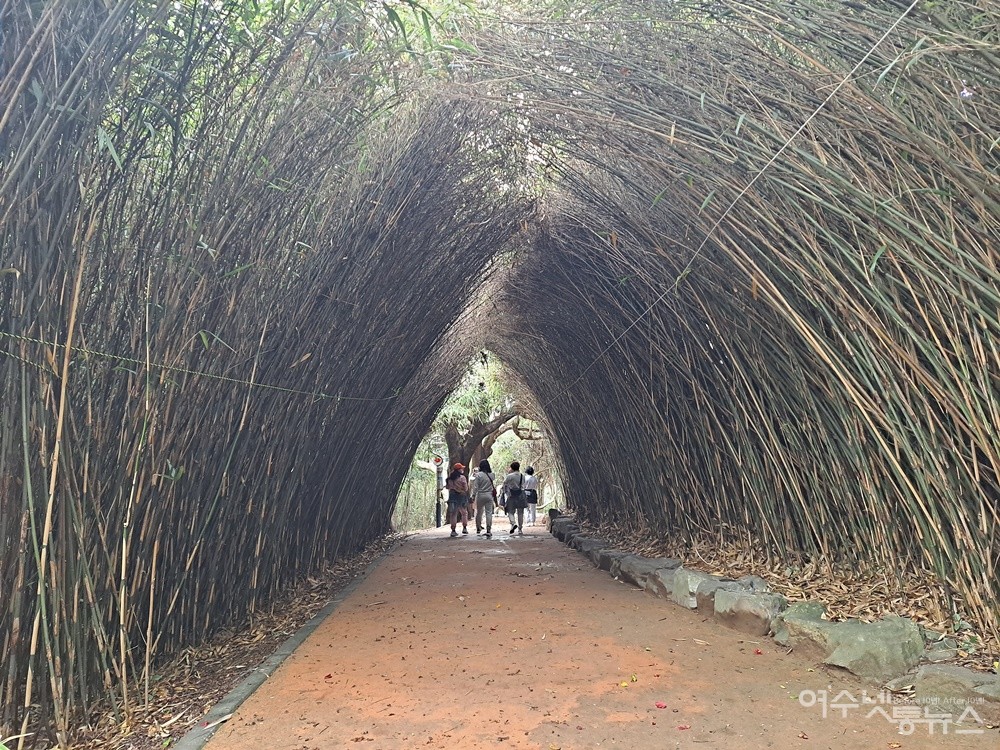 ▲무리 지어 자란 신이대가 한데 어우러진 신이대 터널이다.  ⓒ조찬현