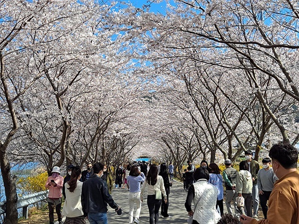 ▲  토요일(4.2), 여수 돌산 중앙에 위치한 승월마을에 벚꽃이 만개해 관광객들이 봄을 만끽했다. ⓒ오문수
