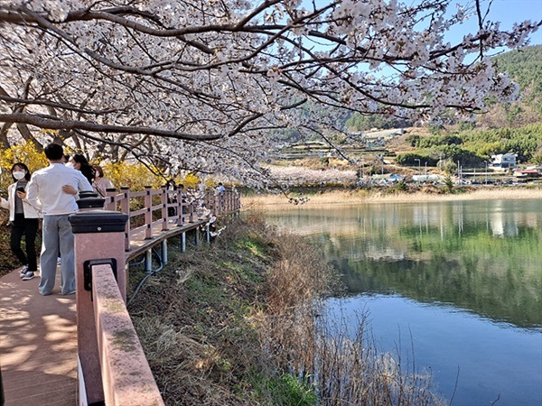 ▲승월저수지 인근에 난 산책로에서 벚꽃과 개나리를 배경으로 사진찍는 관광객들  ⓒ오문수