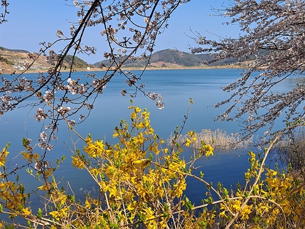 ▲승월저수지 주변에 벚꽃과 개나리가 만개해 있다   ⓒ오문수