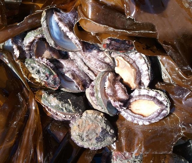 ▲전복   ⓒ여수시