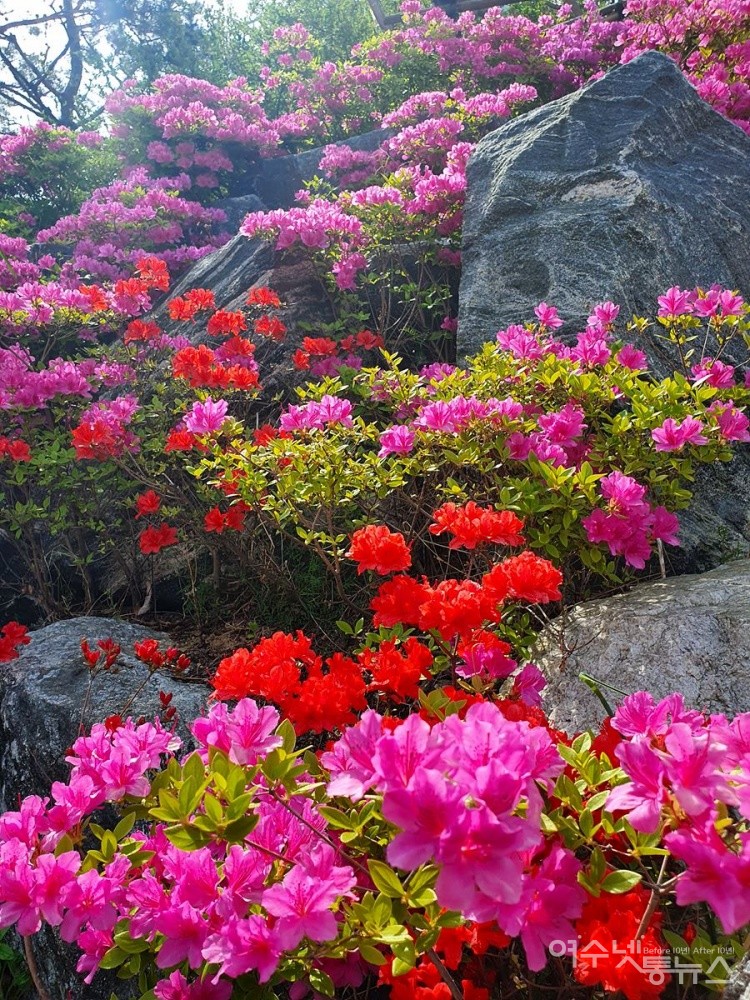 ▲  웅천 호수공원 철쭉  ⓒ정종현