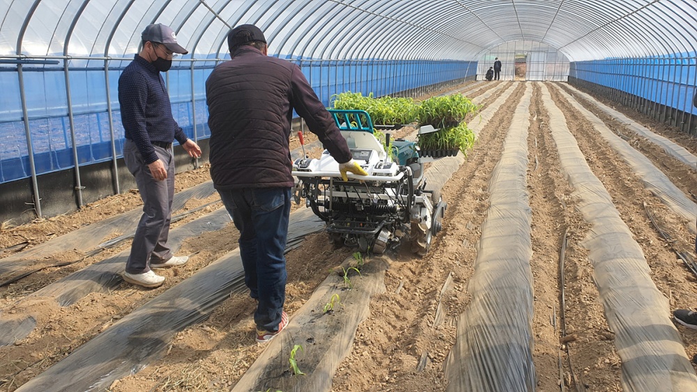 ▲ 친환경옥수수작목반 회원이 여수시가 지원한 모종이식기로 옥수수를 심고 있다.