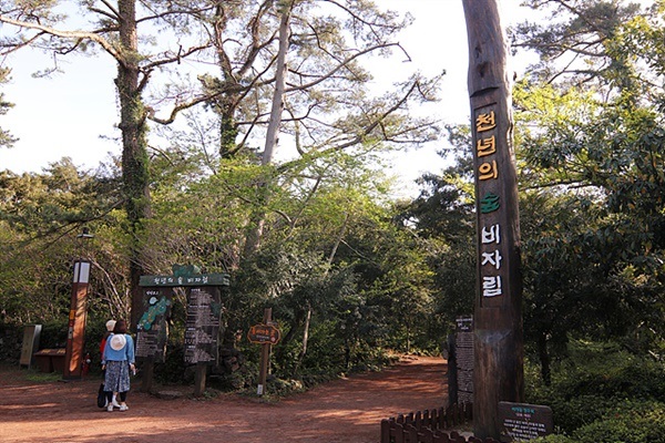  ▲ 비자림을 안내하는 표지목이 서있다.  ⓒ오문수