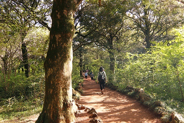 ▲ 울창한 비자림으로 둘러싸인 숲길에서 산림욕하는 기분은 어떨까?  ⓒ오문수