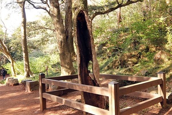 ▲ 보호받고 있는 고목나무   ⓒ오문수