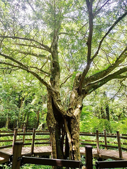 ▲ 두 나무가 하나로 된 연리목  ⓒ오문수