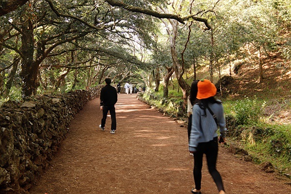 ▲비자림 숲길에는 "송이(scoria)"라고 부르는 화산쇄설암이 깔려있다.  ⓒ오문수