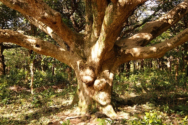 ▲옹이가 박힌 멋진 비자나무 모습   ⓒ오문수