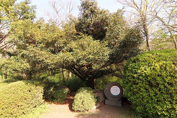 ▲벼락맞았지만 살아나 "벼락맞은 나무"라고 이름붙었다. 비자나무는 원래 암수가 다른 자웅이주인데 이 나무는 암수가 한 그루다 ⓒ오문수