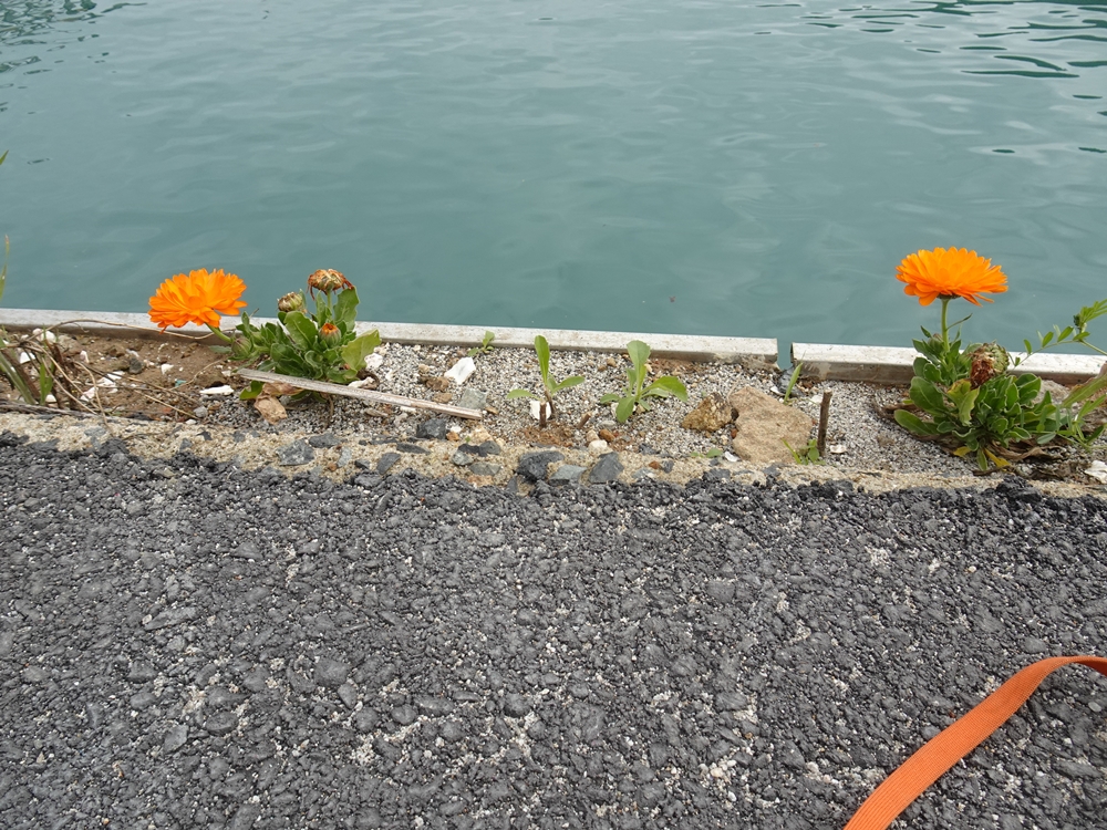 ▲ 지난 3월에 심은 금잔화가 꽃을 틔웠다.