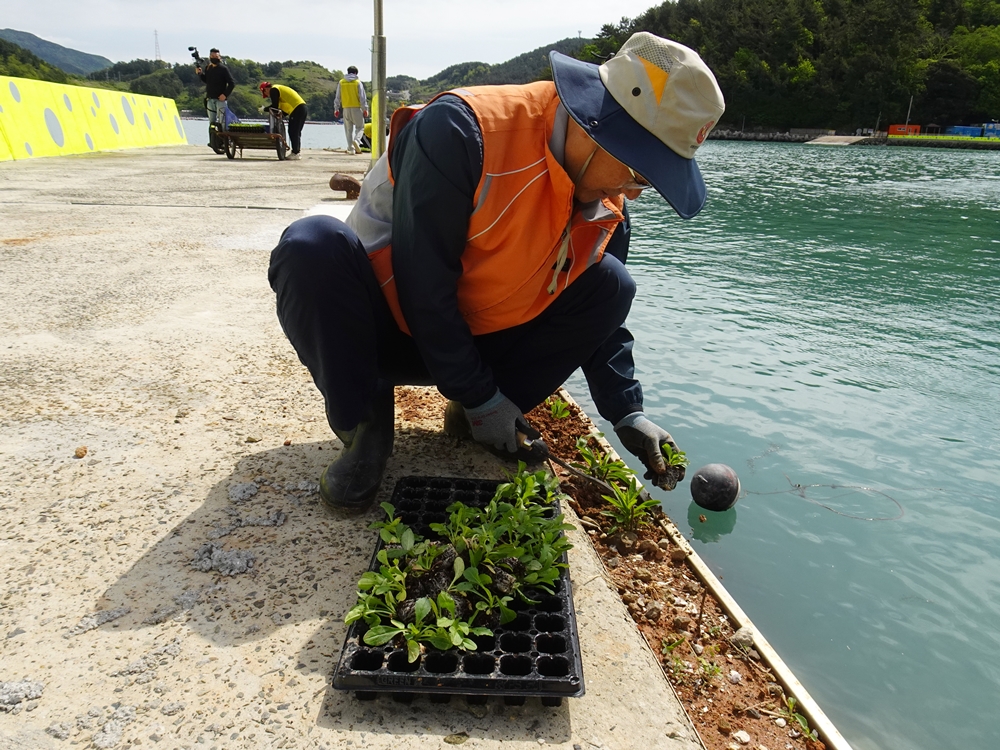 ▲ 여수꽃사모 이정현 회원이 모종을 심고 있다.