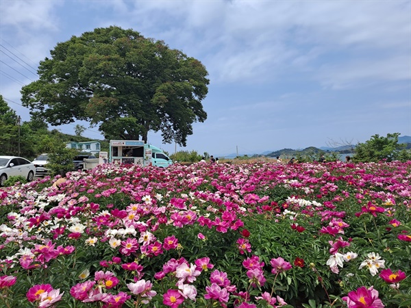 ▲작약꽃 핀 풍경, 전남 고흥군 영남면 우천리 8-1번지다. ⓒ 조찬현 