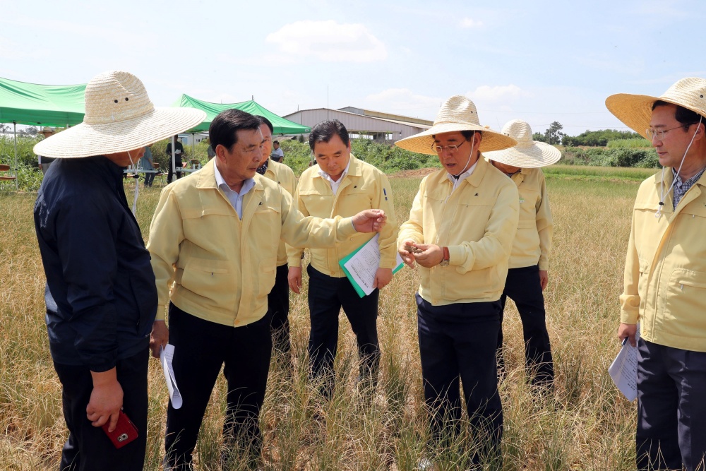 ▲ 지난 2018년 폭염과 가뭄으로 농작물 피해가 발생하고 있는 함평읍 가동리 벼 고사피해지와 손불면 신남리 밭작물(단감) 고사피해 현장을 살피는 김영록 도지사
