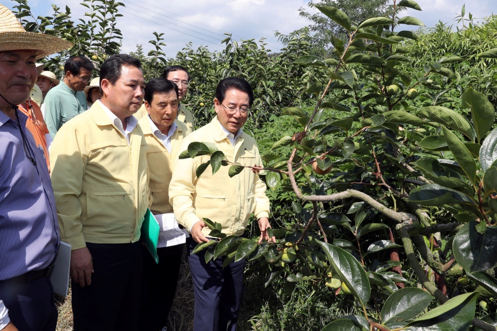 ▲ 지난 2018년 폭염과 가뭄으로 농작물 피해가 발생하고 있는 함평읍 가동리 벼 고사피해지와 손불면 신남리 밭작물(단감) 고사피해 현장을 살피는 김영록 도지사