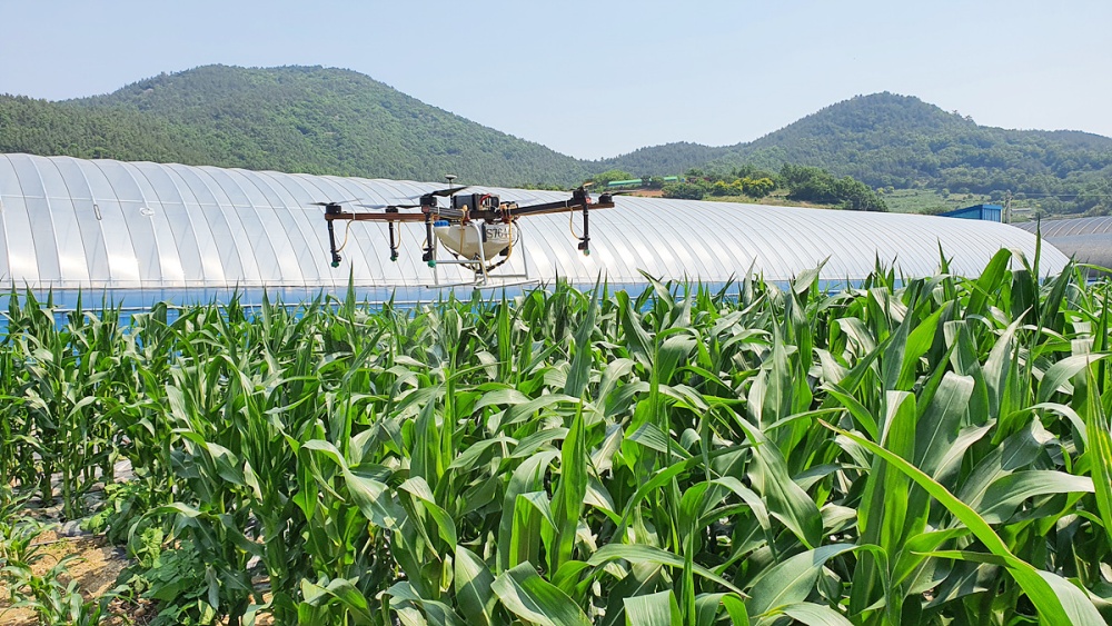 ▲ 친환경 옥수수 계약 재배지에 드론을 이용한 병충해 방지약을 뿌리고 있다.