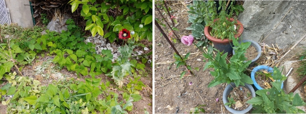 ▲ 해경에 적발된 양귀비 불법재배 현장