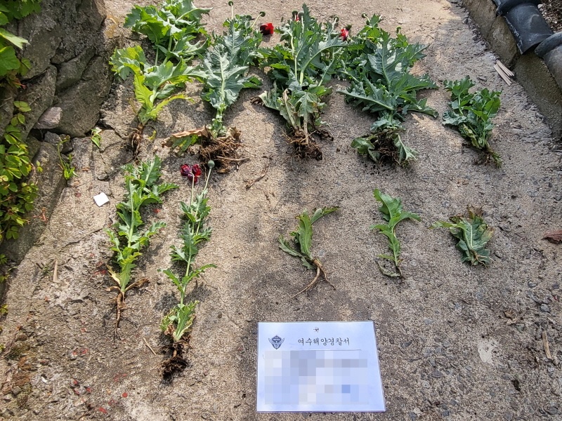 ▲  불법재배 양귀비