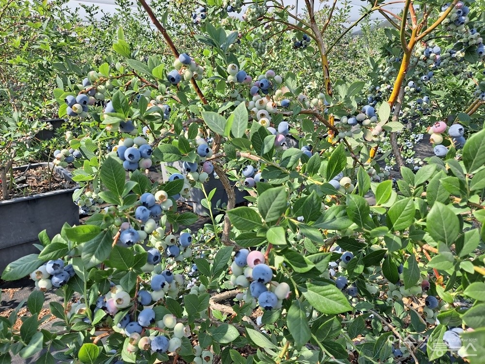 ▲ 여수 우리베리팜 농장이다. 1,400여평의 농장에는 블루베리 열매가 까맣게 익어간다. ⓒ조찬현