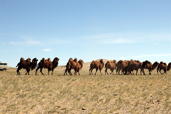 ▲ 몽골 고비사막 여행의 묘미는 셀수없을 만큼 많은 가축들을 언제든 만날 수 있다는 것이다. ⓒ오문수