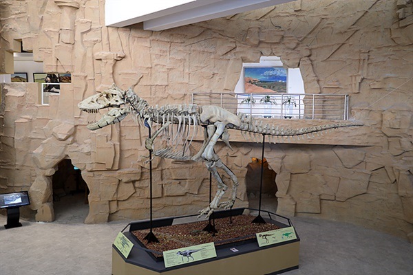 ▲ '으문고비 아이막(umnugovi Aimag)' 박물관 전시실에서 담당자의 허락을 받아 촬영한 공룡화석 모습. 달랑자드가드 일대 바양작, 보깅 찹, 올랑 찹, 네멕트 올, 헤르멘 찹 지역에서는 많은 공룡화석이 발견되었다. 그러나 이 지역에서 발견된 공룡 중 가장 웅장한 공룡화석은 몇년 전 미국을 방문했을 때 미국자연사 박물관에서 볼 수 있었다.   ⓒ오문수