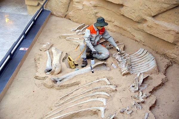 ▲ 몽골을 방문한 외국 생물학자가 공룡을 발견하는 모습. 박물관에서 촬영했다.  ⓒ오문수