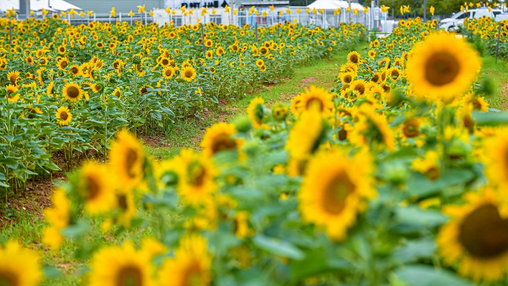 ▲박람회재단과 지역 봉사단체인 꽃사모, 대한노인회 여수시지회가 심은 해바라기 ⓒ여수시