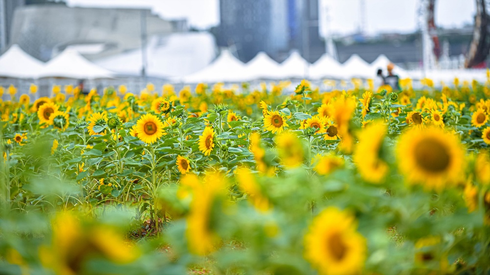 ▲ 박람회재단과 지역 봉사단체인 꽃사모, 대한노인회 여수시지회가 심은 해바라기 ⓒ여수시
