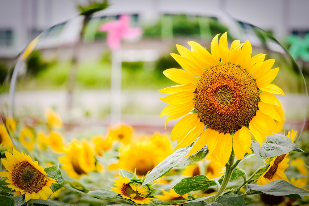 ▲ 박람회재단과 지역 봉사단체인 꽃사모, 대한노인회 여수시지회가 심은 해바라기 ⓒ여수시
