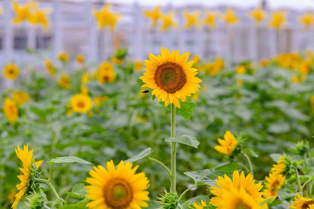 ▲ 박람회재단과 지역 봉사단체인 꽃사모, 대한노인회 여수시지회가 심은 해바라기 ⓒ여수시