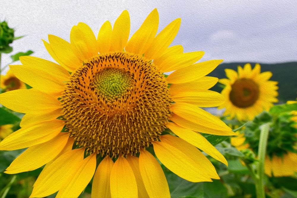 ▲ 박람회재단과 지역 봉사단체인 꽃사모, 대한노인회 여수시지회가 심은 해바라기 ⓒ여수시