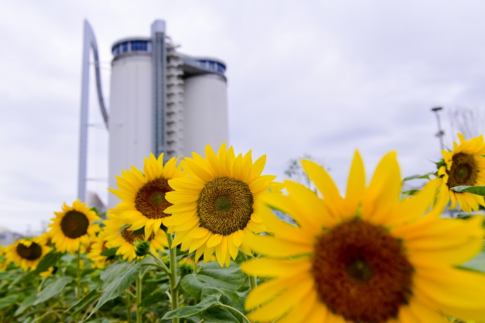 ▲ 박람회재단과 지역 봉사단체인 꽃사모, 대한노인회 여수시지회가 심은 해바라기 ⓒ여수시