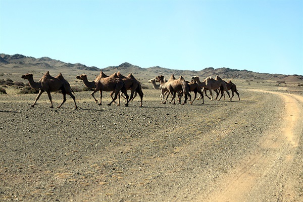 ▲ 고비사막 여행길에서는 사막의 주인인 낙타를 언제든지 만날 수 있다. ⓒ오문수